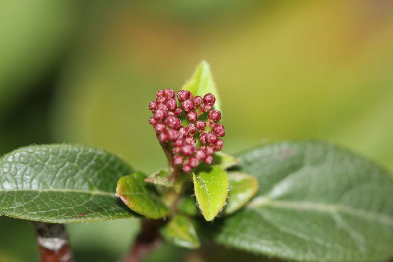 Canon EOS 550D (EOS Rebel T2i / EOS Kiss X4) sample photo. Green, macro, summer photography