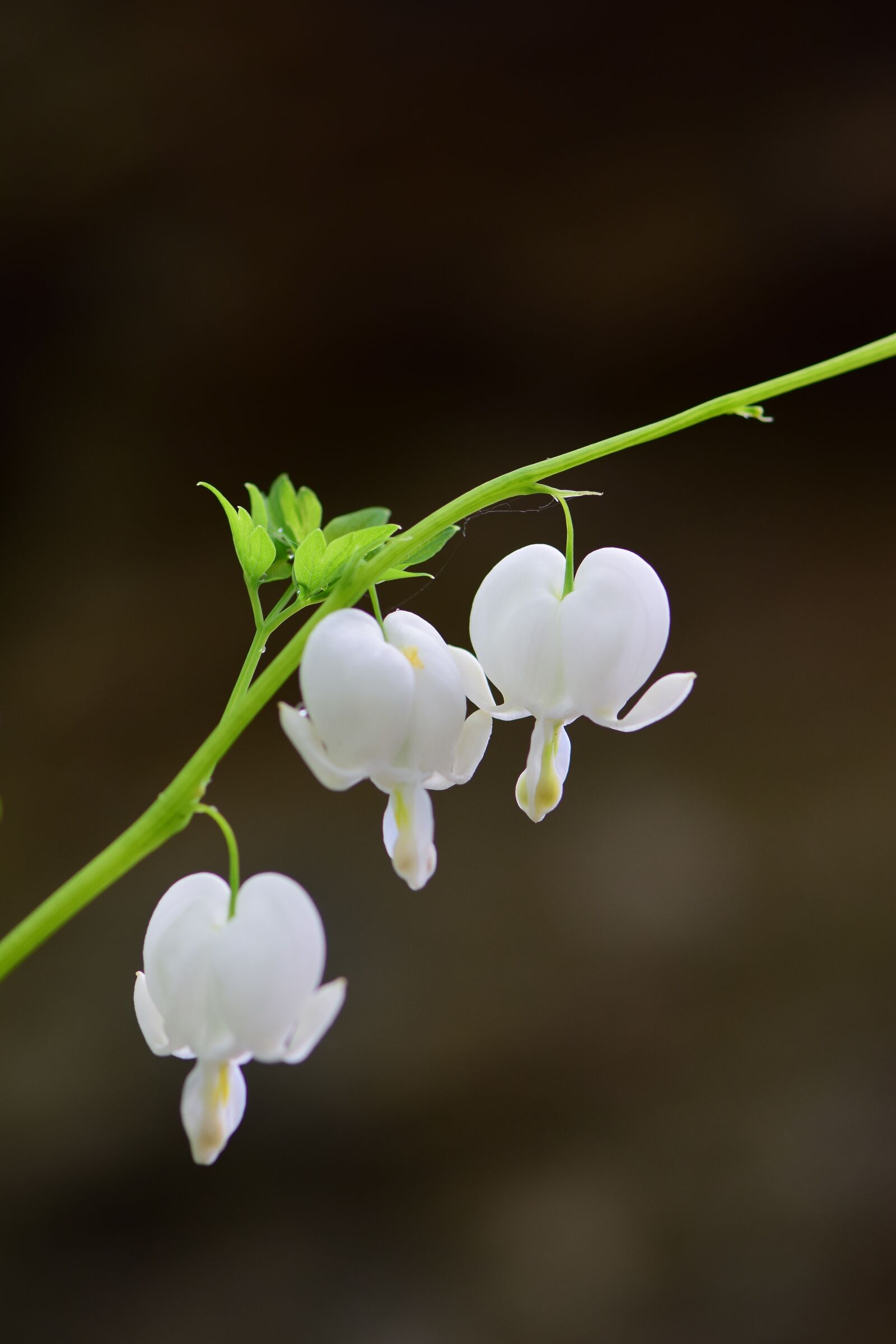 Nikon D5300 sample photo. Flowers, morning, plants photography