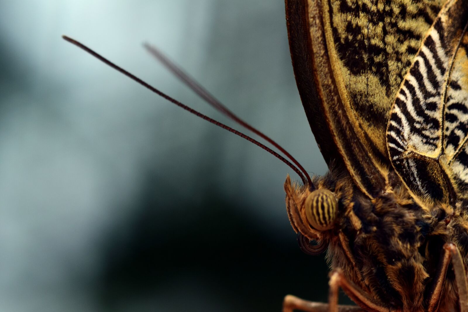 Nikon D3300 sample photo. Owl butterfly, macro, head photography