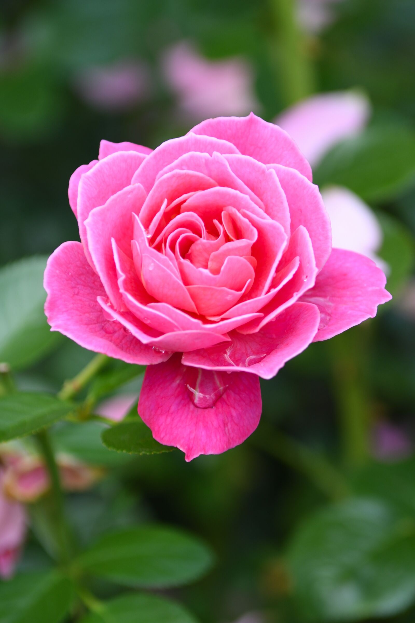 Nikon D500 sample photo. Rose, blooms, pink photography