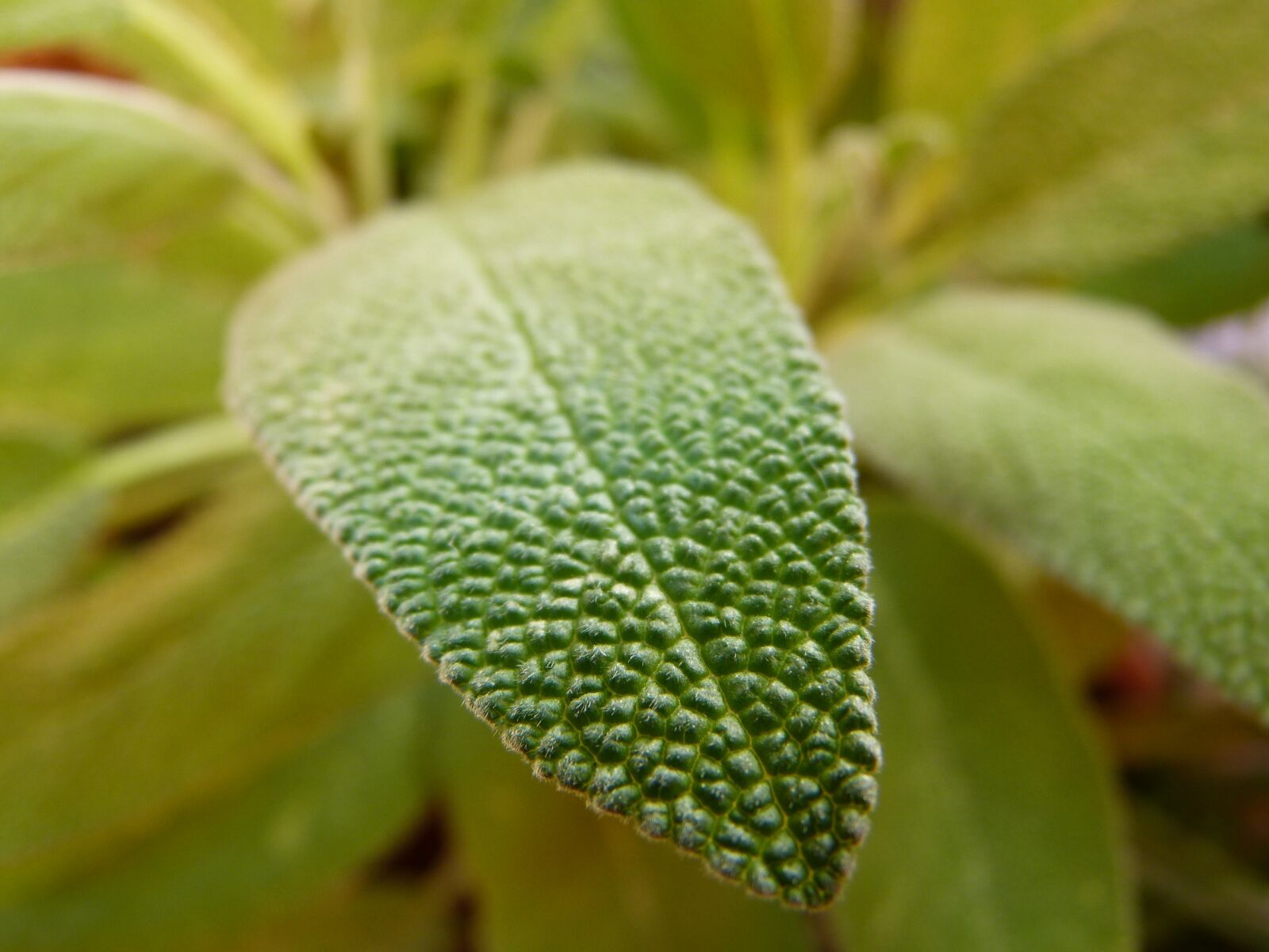 Panasonic Lumix DMC-FZ150 sample photo. Sage, leaf, close up photography