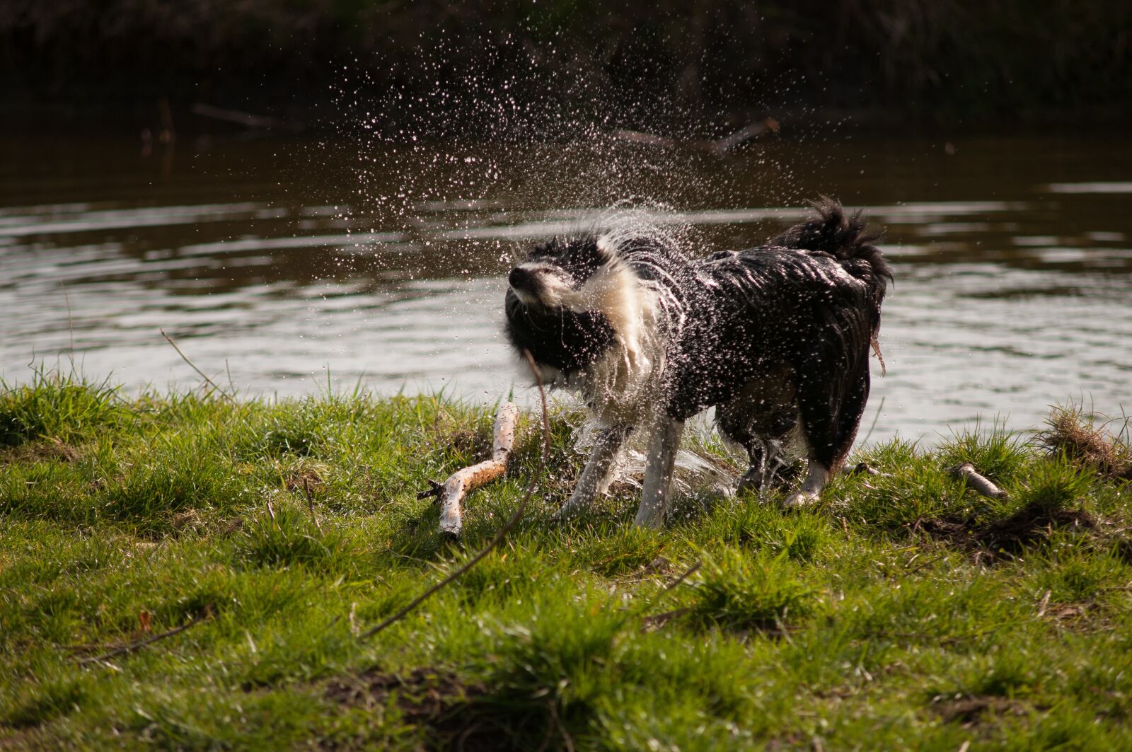 Nikon D300 sample photo. Border collie, dog, waterfront photography
