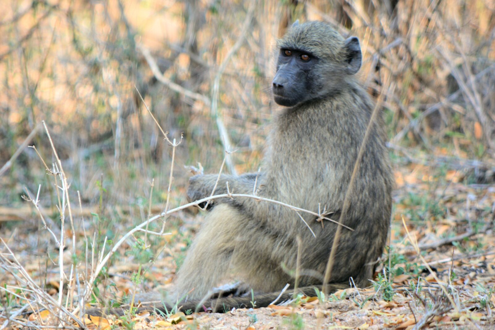 Nikon D5200 sample photo. Baboon, kruger park south photography