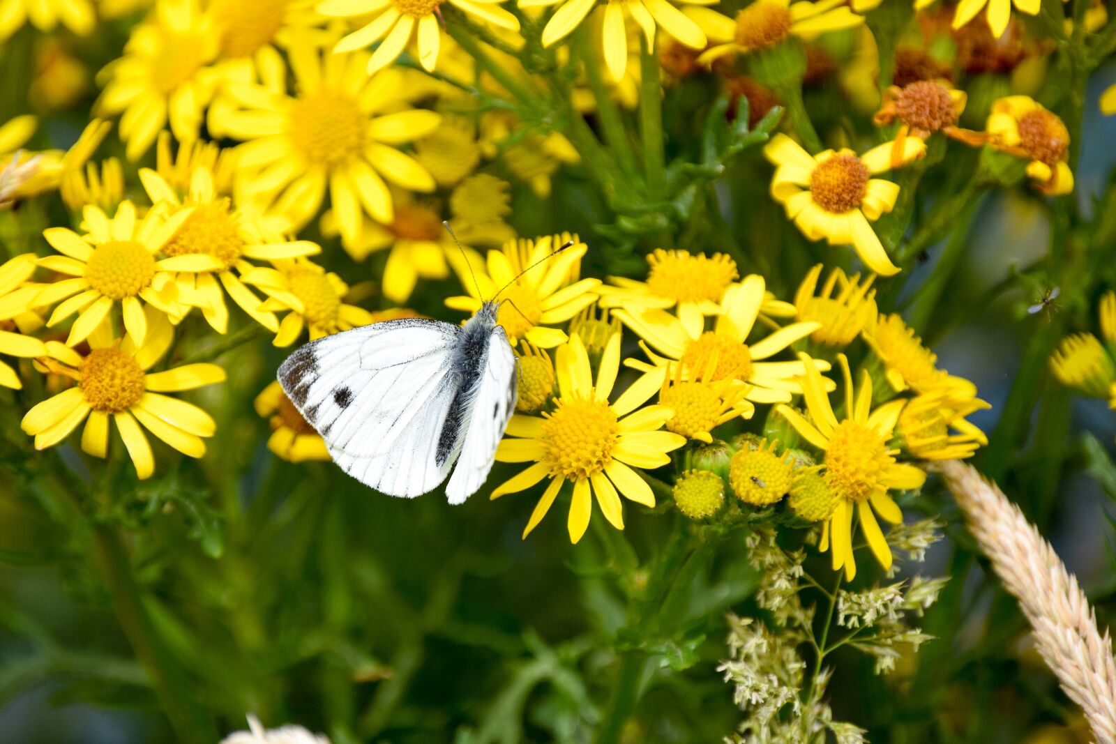 Nikon D3300 sample photo. Butterfly, white, flowers photography