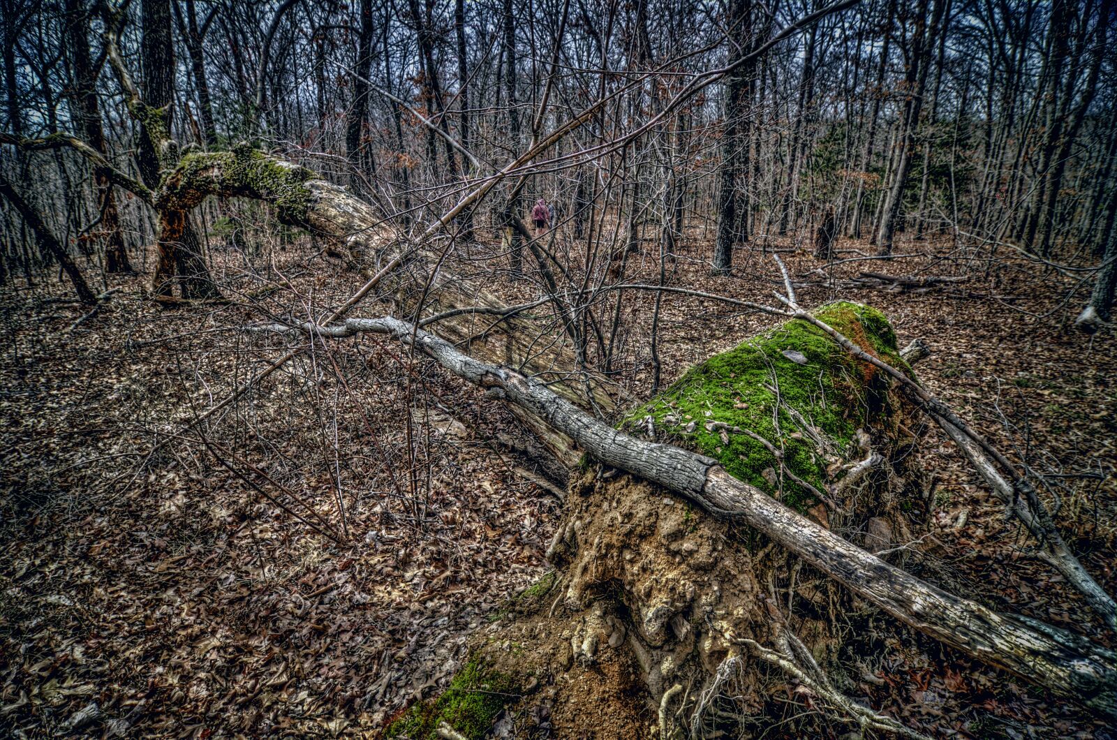 Nikon D7000 sample photo. Woods, forest, tree photography