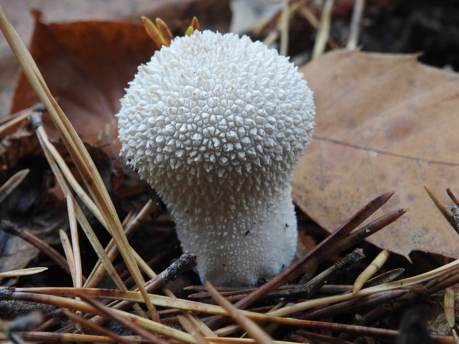 Nikon Coolpix P900 sample photo. Mushroom, forest mushroom, autumn photography