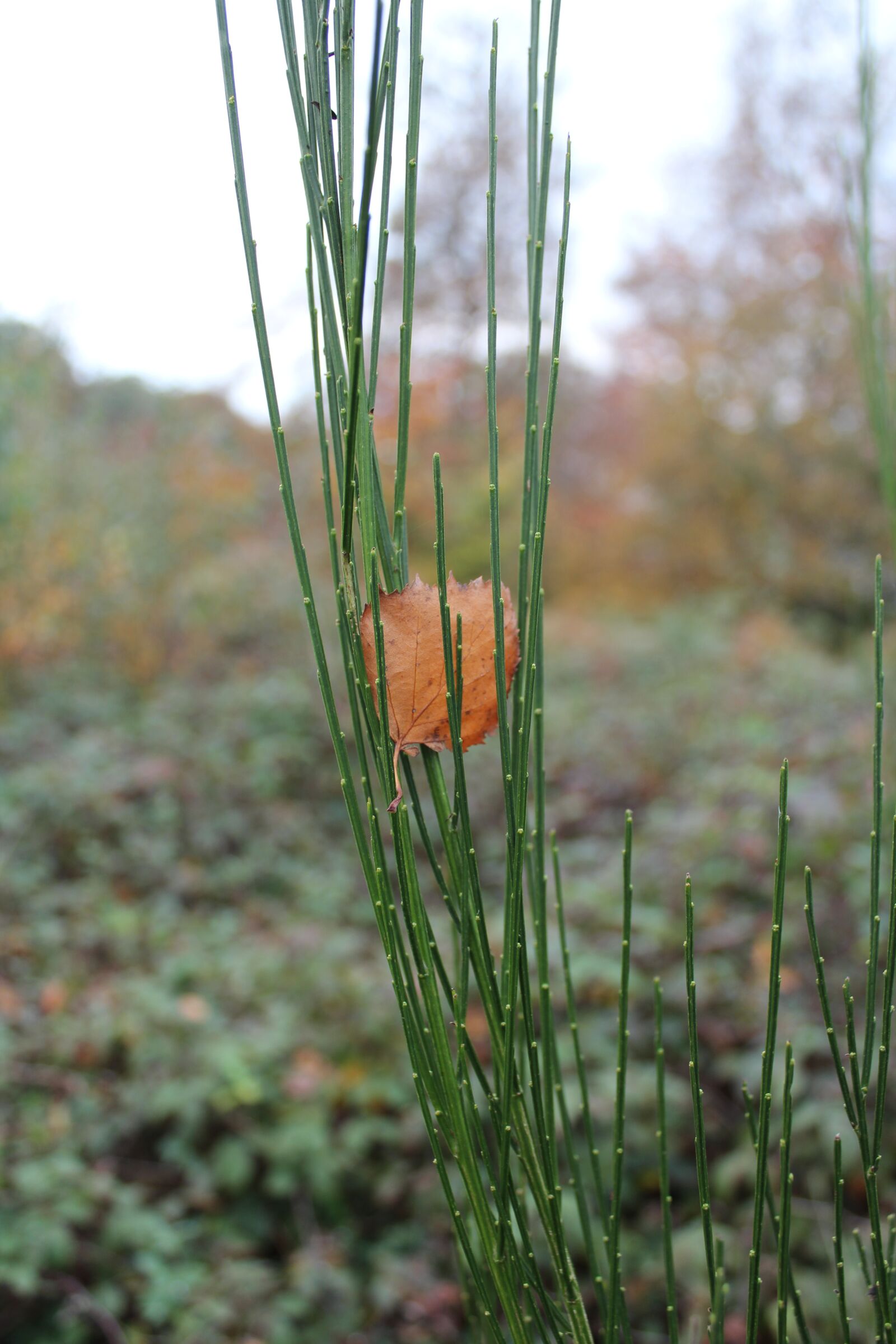 Canon EOS 600D (Rebel EOS T3i / EOS Kiss X5) sample photo. Leaves, autumn, nature photography