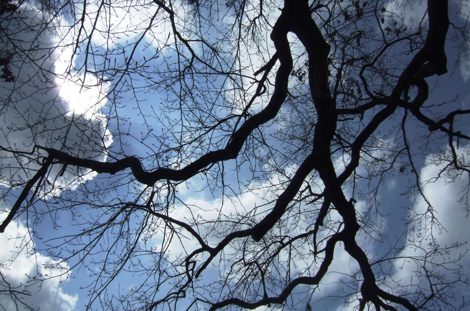 Fujifilm FinePix E900 sample photo. Sky, trees, clouds photography