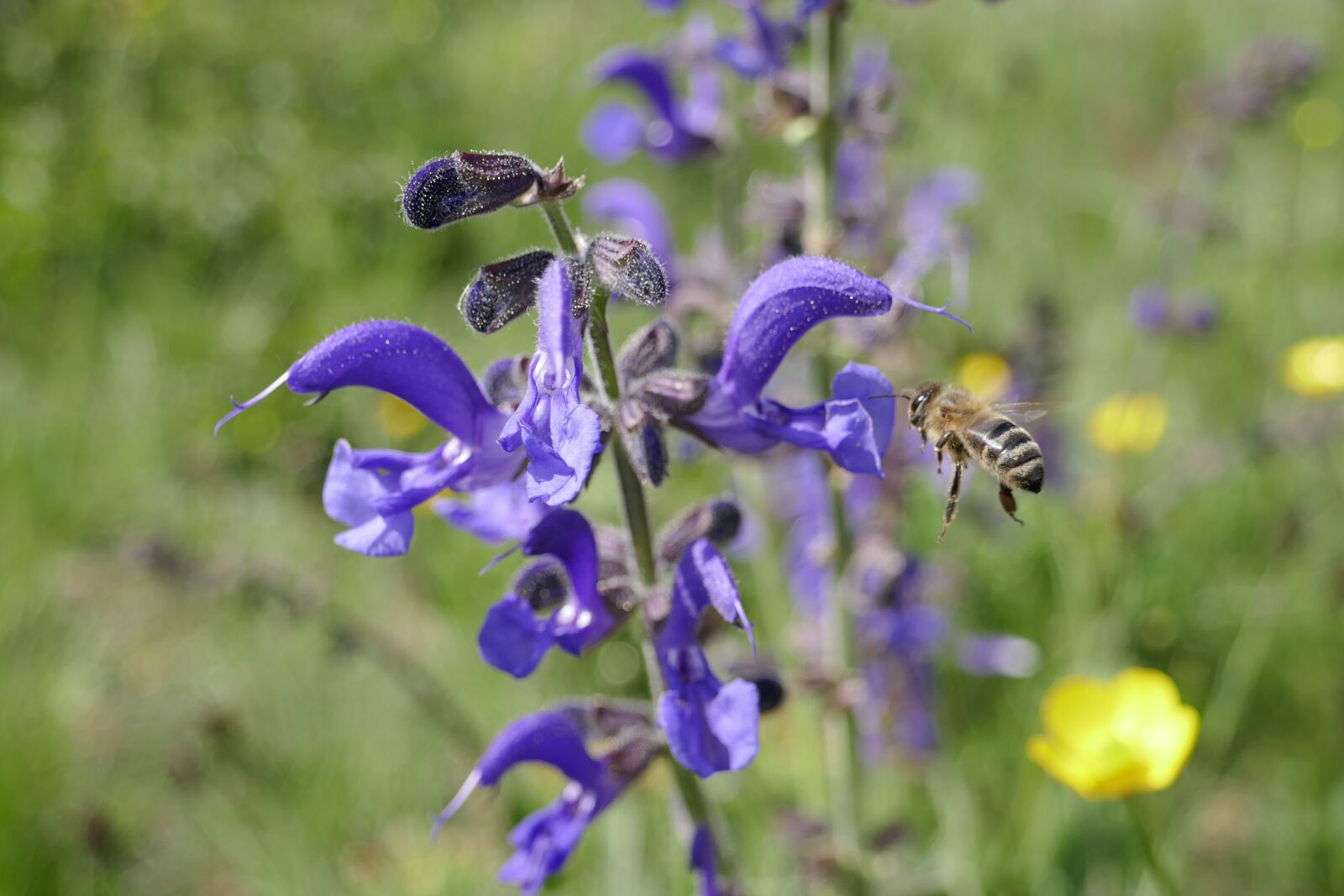 Panasonic DMC-TZ101 sample photo. Bee, flower, insect photography