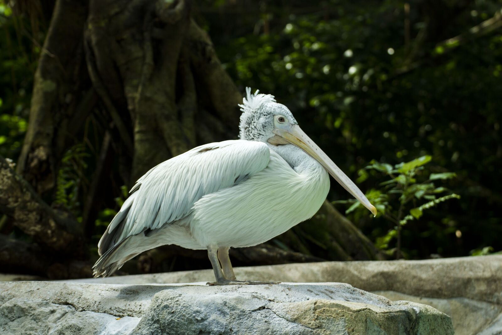 Canon EOS 550D (EOS Rebel T2i / EOS Kiss X4) sample photo. Pelican, bird, wildlife photography
