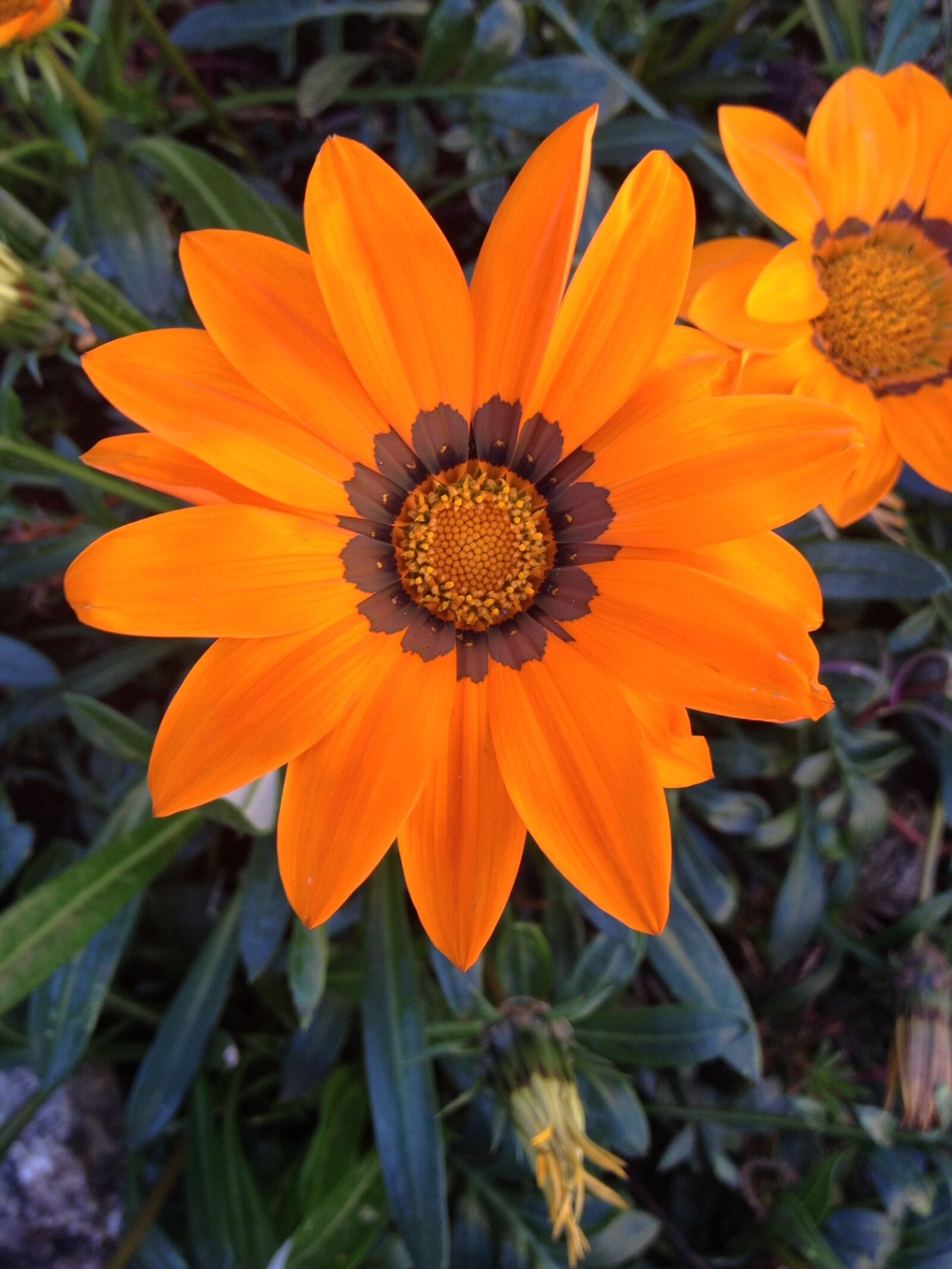 iPhone 4S back camera 4.28mm f/2.4 sample photo. Nature, flowers, oranges photography