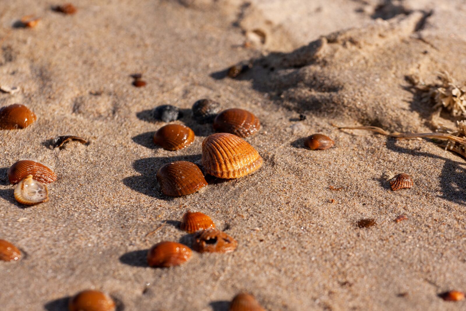 Canon EF 70-200mm F4L USM sample photo. Beach, sand, mussels photography
