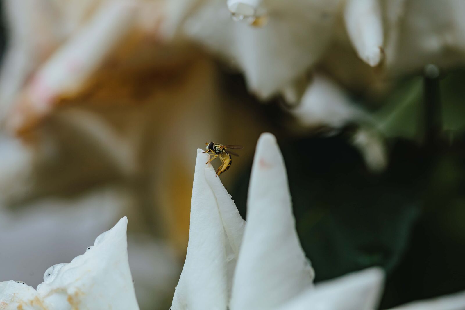 Canon EF 100mm F2.8 Macro USM sample photo. Insect, miniature, small, wasp photography