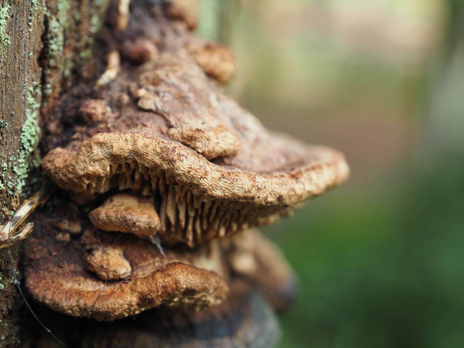 Olympus Zuiko Digital ED 12-60mm F2.8-4.0 SWD sample photo. Fungi, woods, new forest photography