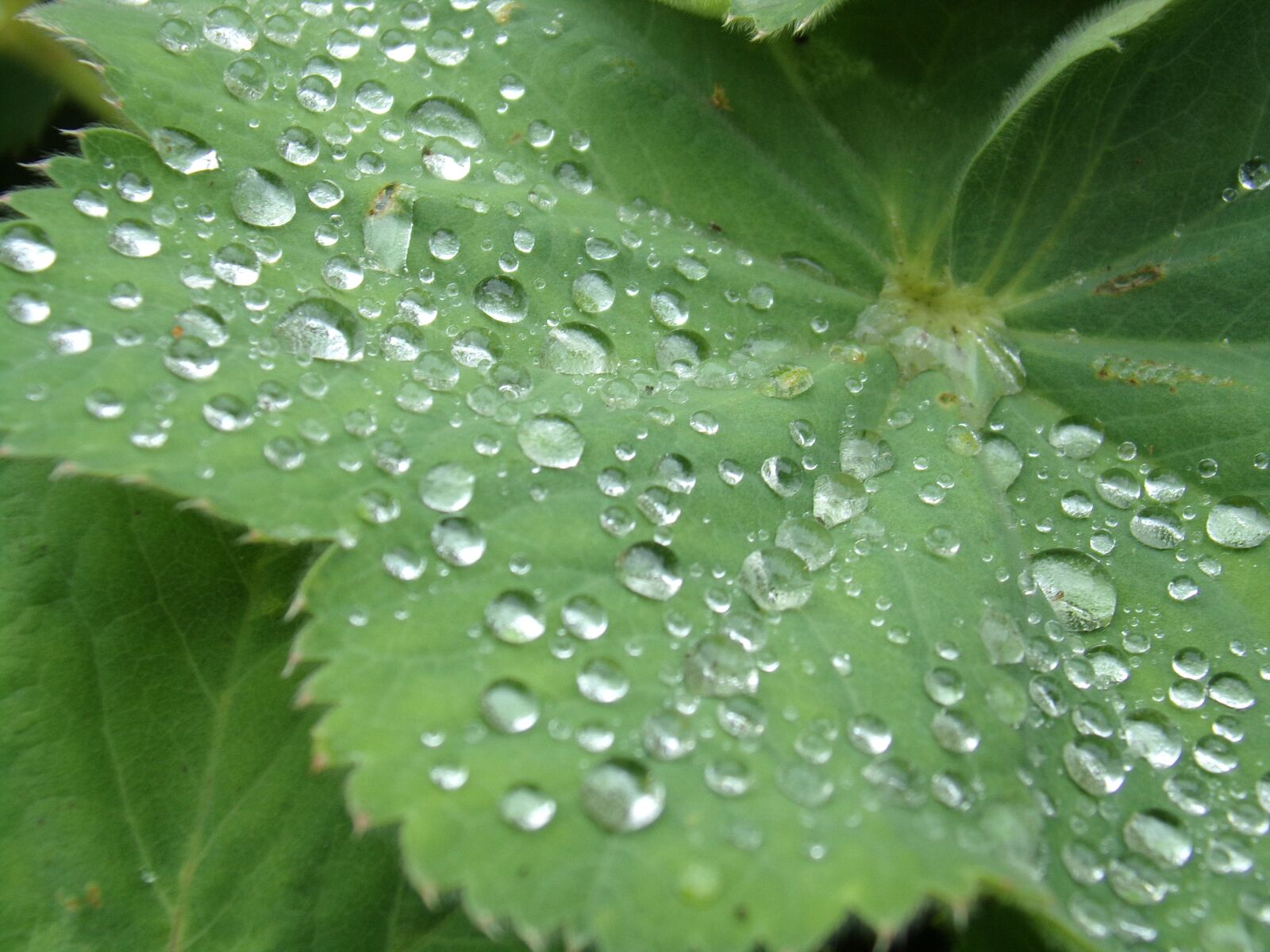 Kodak PIXPRO AZ251 sample photo. Leaf, water, colour photography