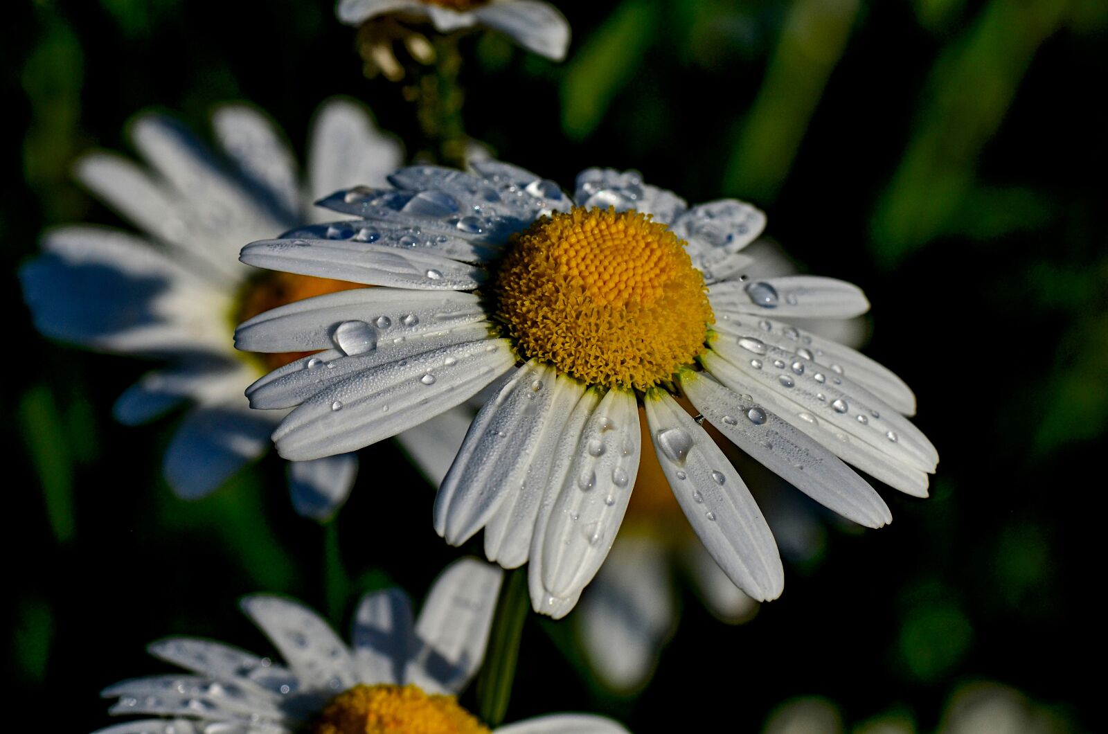 Nikon D5100 sample photo. Marguerite, white, flowers photography