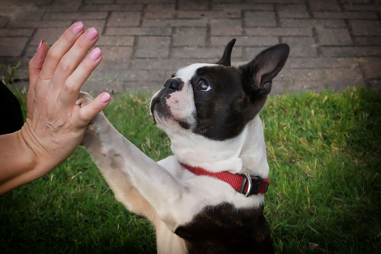 Sony E 16-50mm F3.5-5.6 PZ OSS sample photo. Dog, paw, pet photography