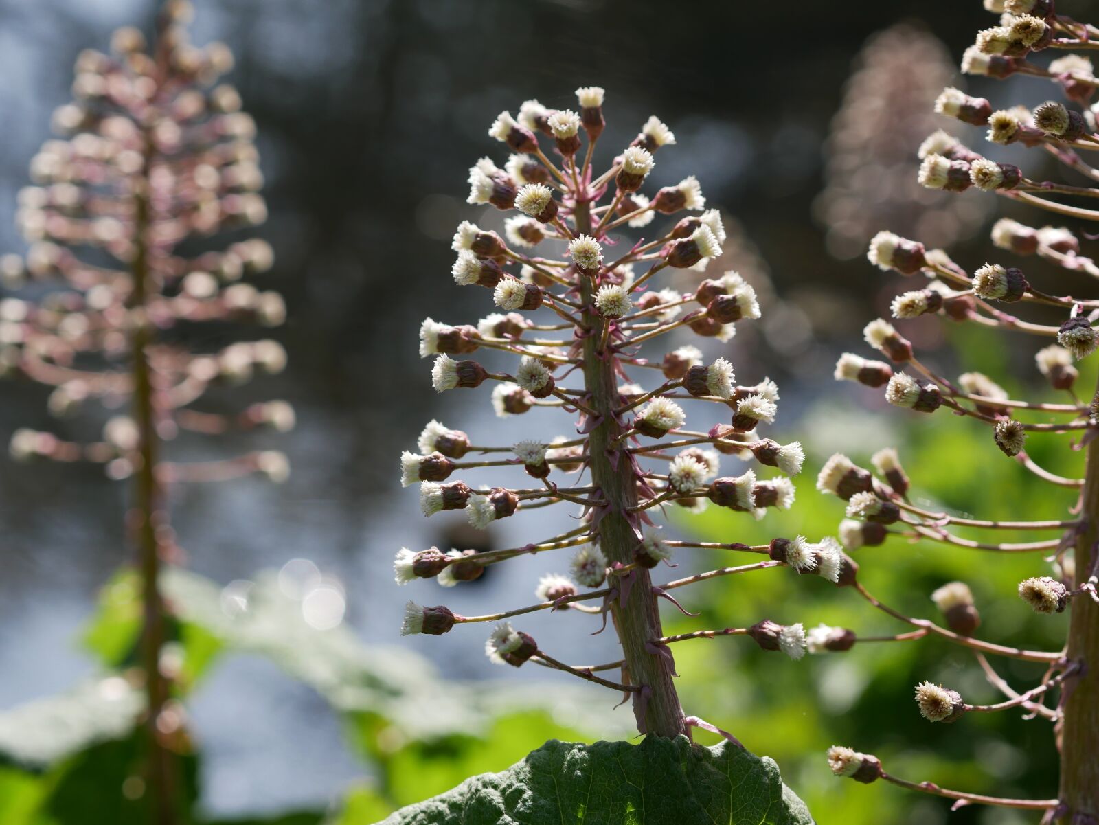 Panasonic Lumix DMC-GX85 (Lumix DMC-GX80 / Lumix DMC-GX7 Mark II) sample photo. Butterbur, pond plant, spring photography
