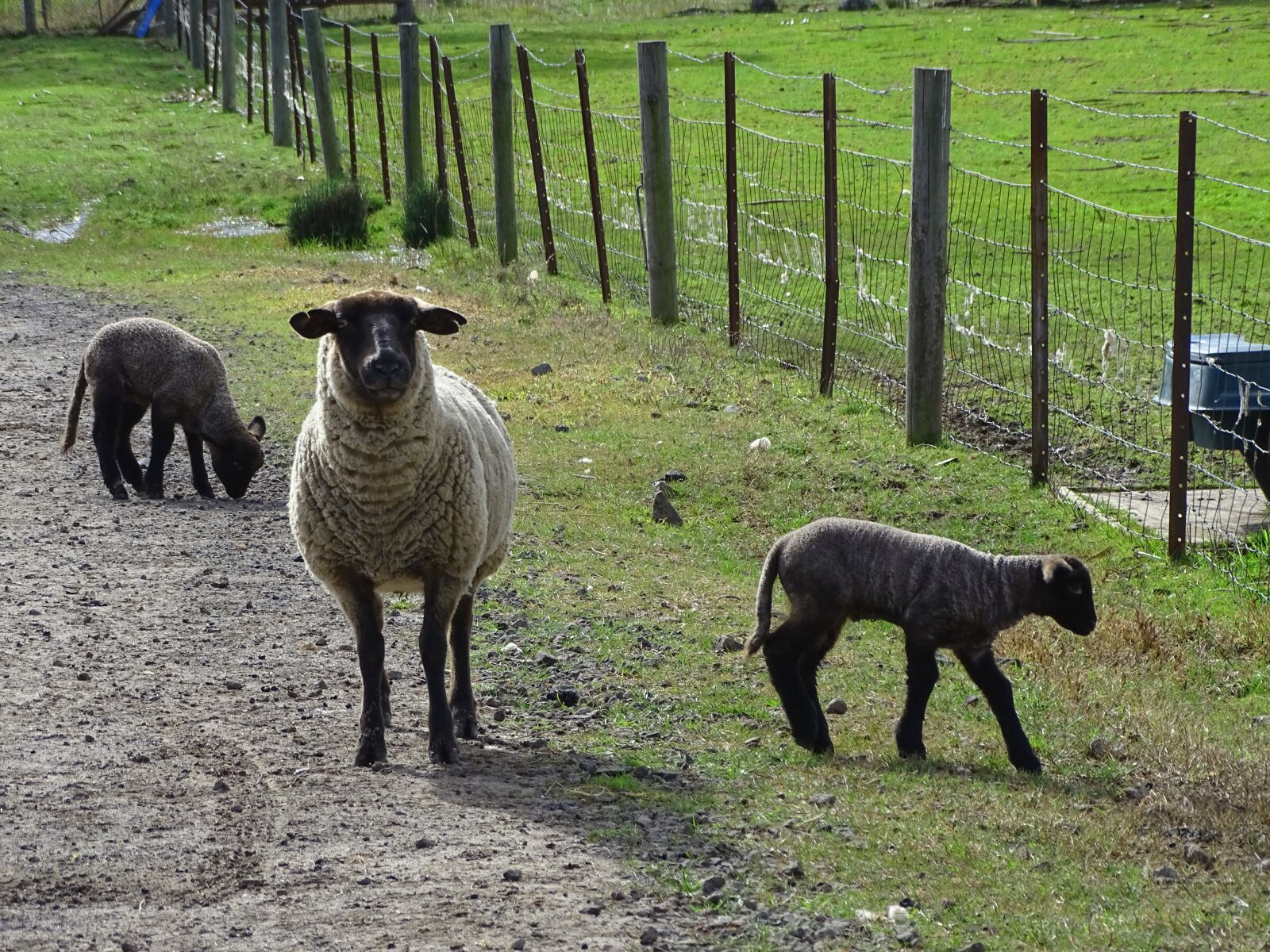 Sony Cyber-shot DSC-HX400V sample photo. Sheep, livestock, fleece photography