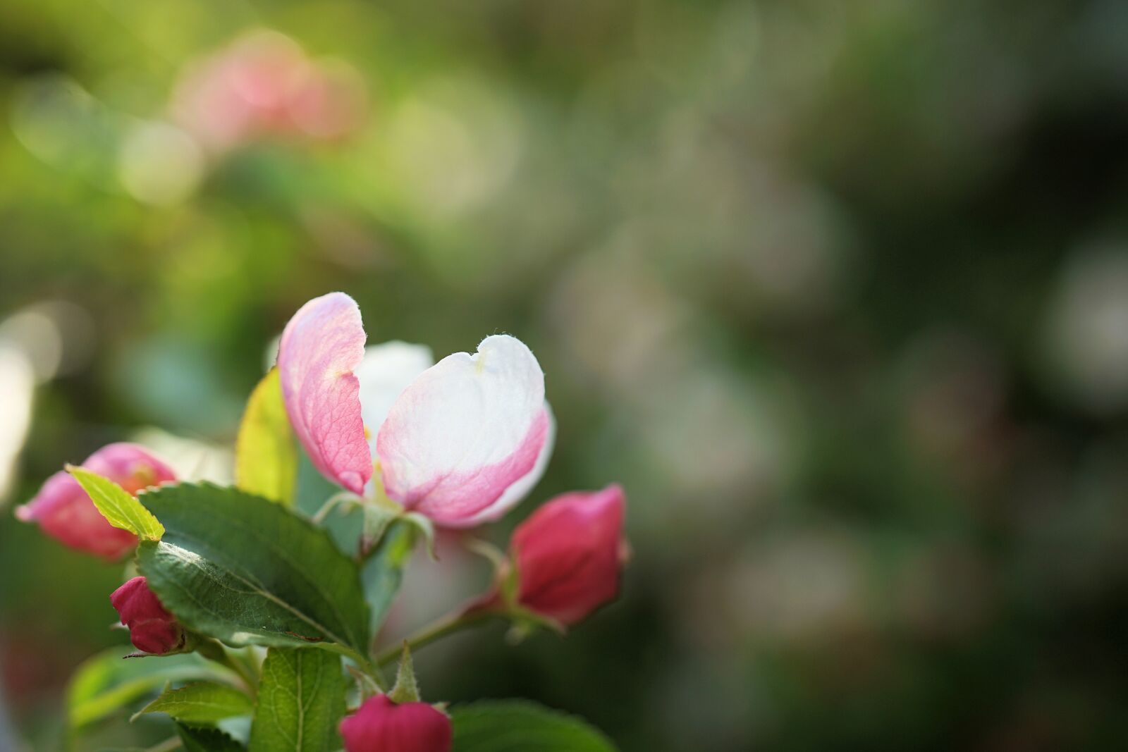 Sony FE 50mm F2.8 Macro sample photo. Blossom, cherry tree, cherry photography