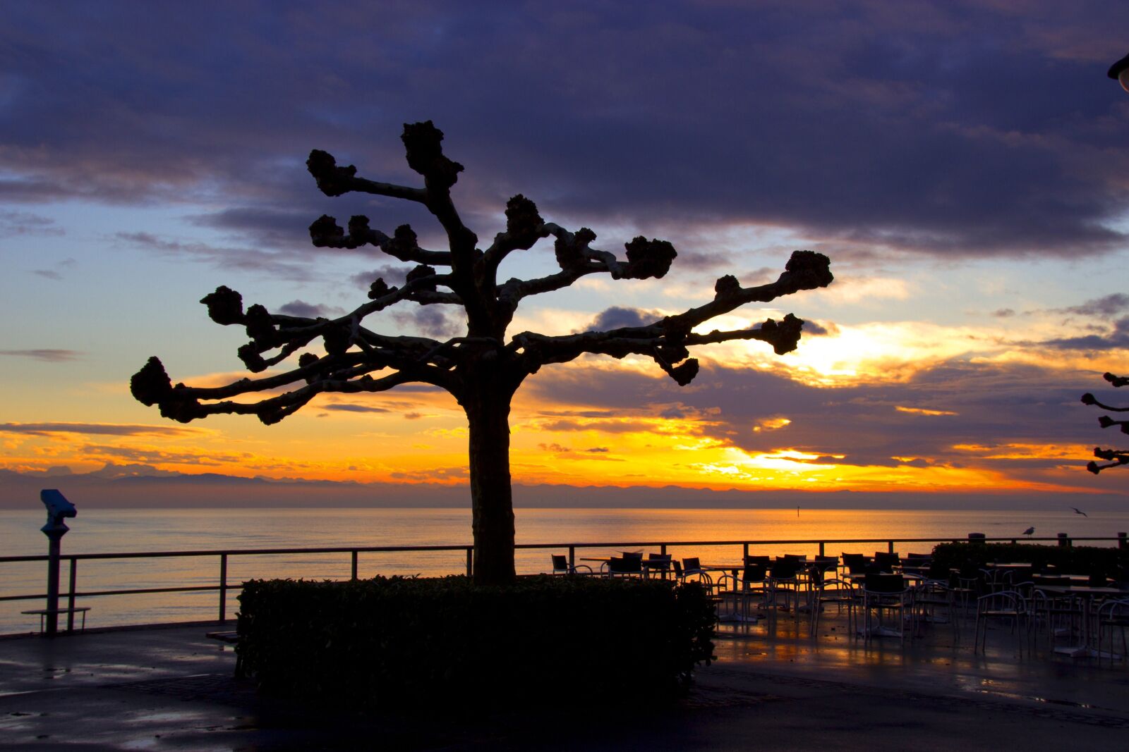 Canon EOS 600D (Rebel EOS T3i / EOS Kiss X5) sample photo. Sycamore, tree, evening photography