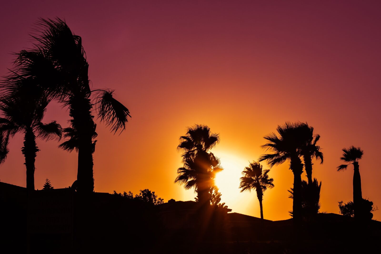 Nikon D3300 sample photo. Palm trees, sunset, colors photography