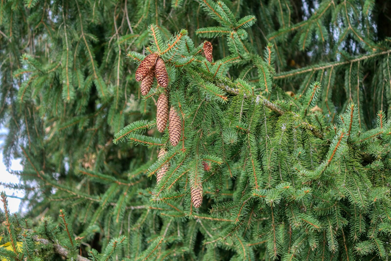 Canon EOS 80D sample photo. Conifer, fir tree, pine photography