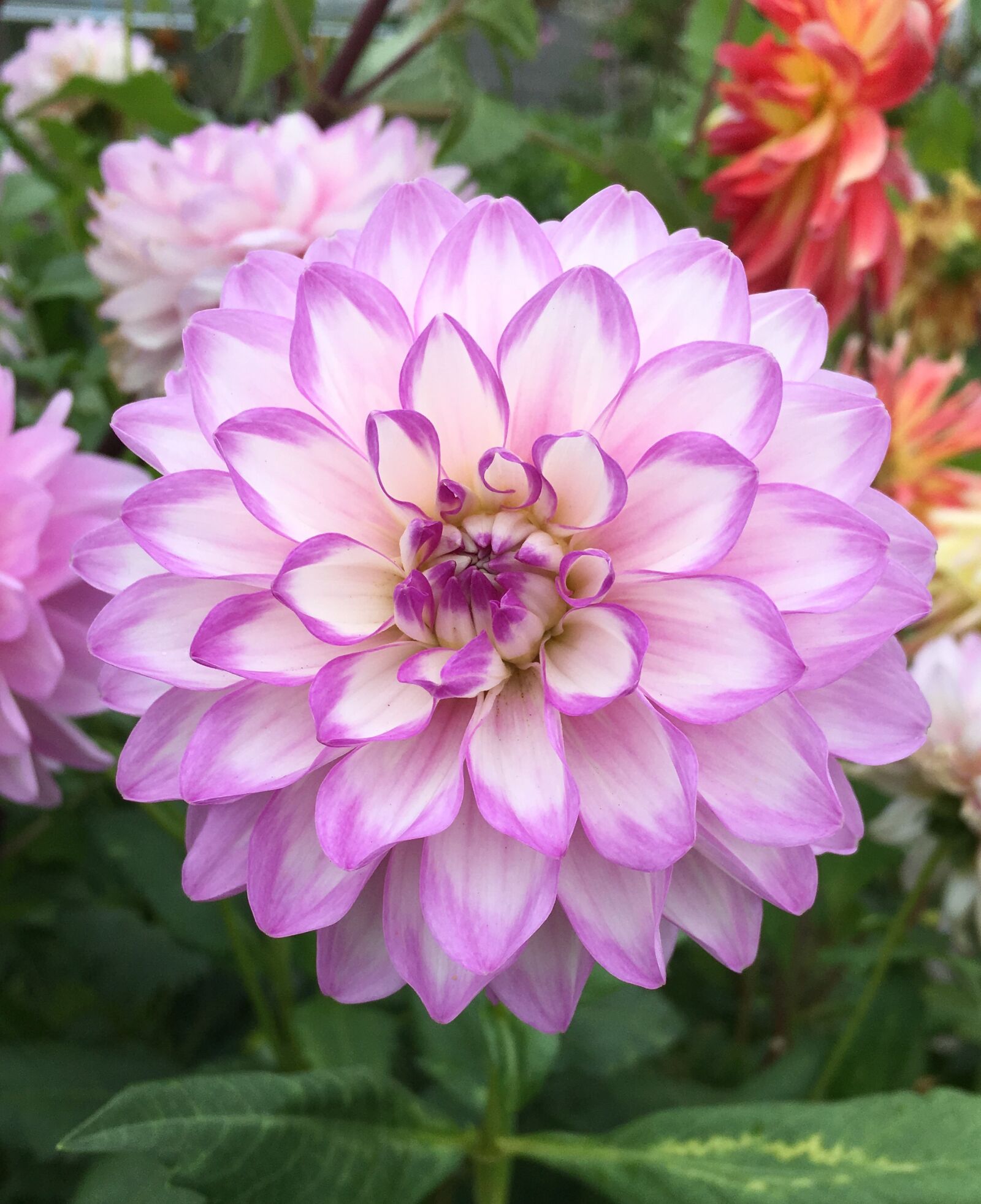 Apple iPhone 6s sample photo. Dahlia, purple, pink photography