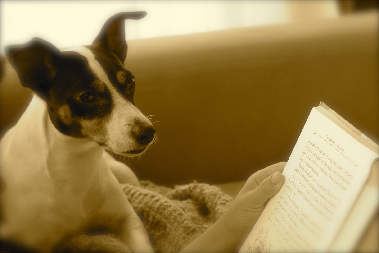 Canon EOS 1100D (EOS Rebel T3 / EOS Kiss X50) sample photo. Cachorro, libros photography