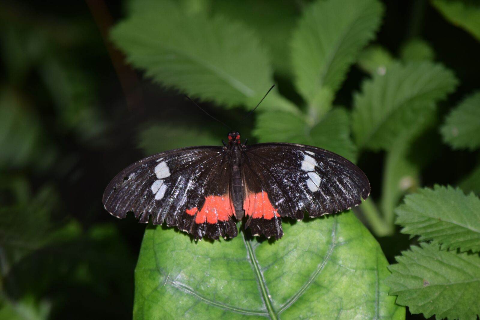 Nikon D5300 sample photo. Butterfly, nature, black photography