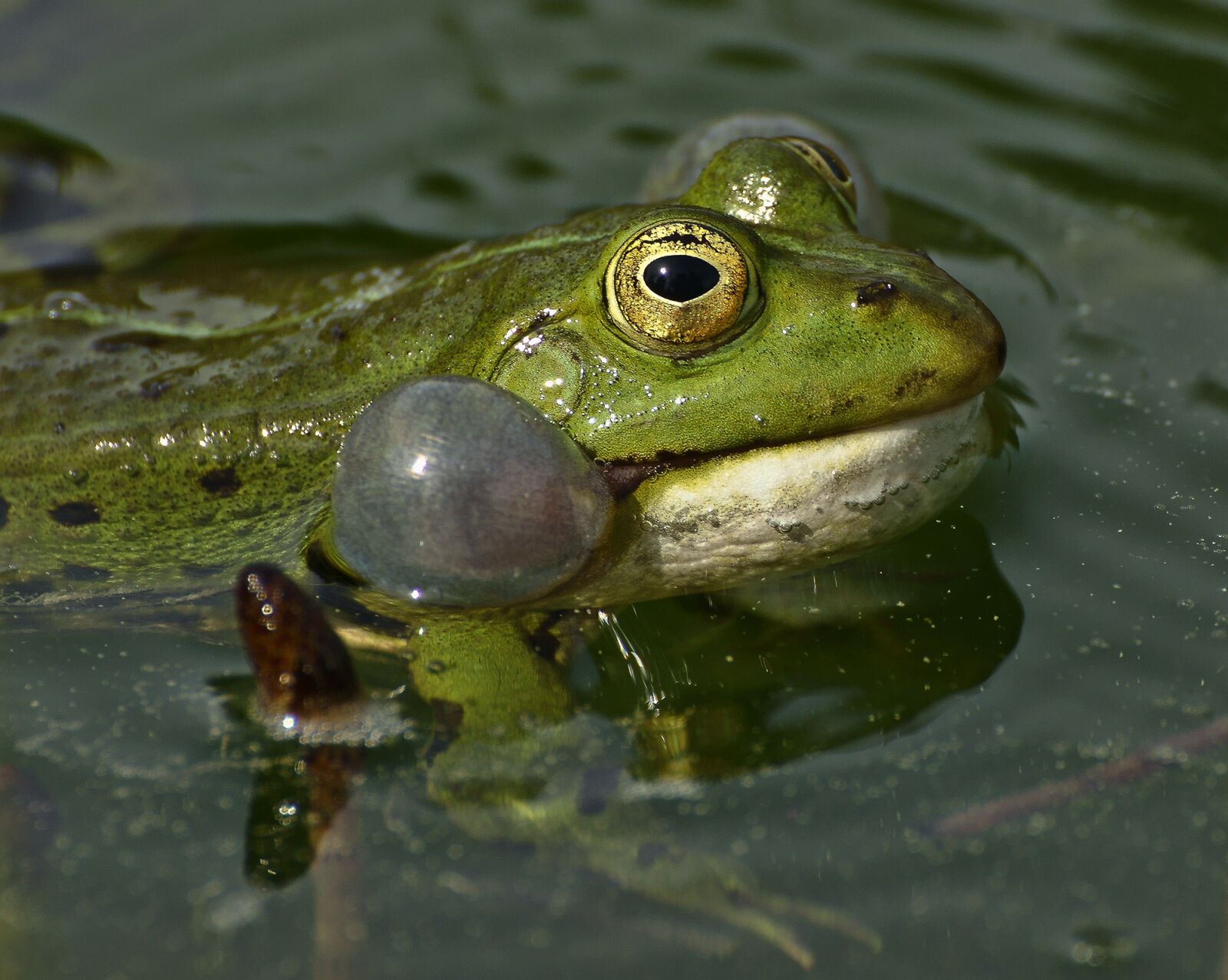 Sony SLT-A77 sample photo. Frog, lake, pond photography