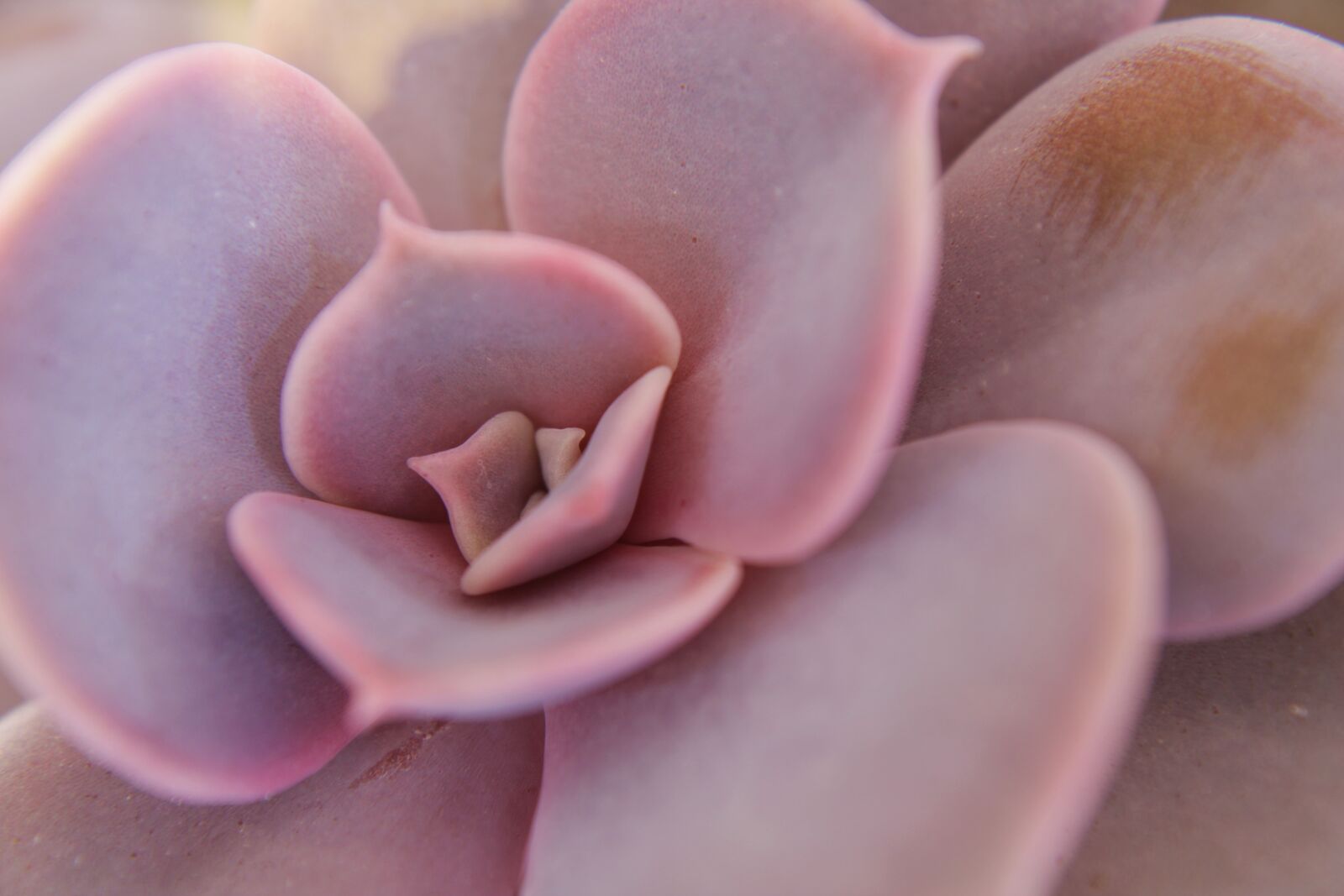 Canon EOS 2000D (EOS Rebel T7 / EOS Kiss X90 / EOS 1500D) sample photo. Echeveria lilacina, succulents, plants photography