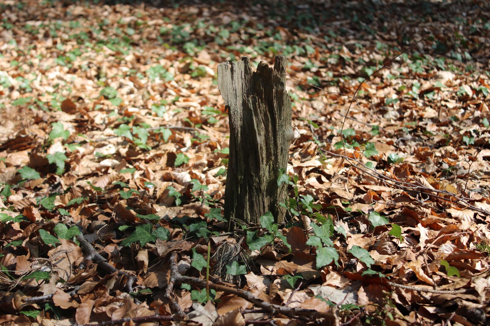 Canon EOS 2000D (EOS Rebel T7 / EOS Kiss X90 / EOS 1500D) sample photo. Wood, forest, nature photography