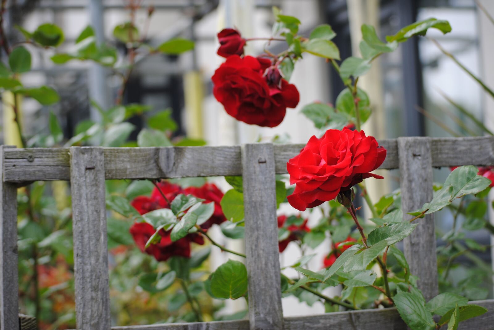 Nikon D3000 sample photo. Flower, rosa, red rose photography