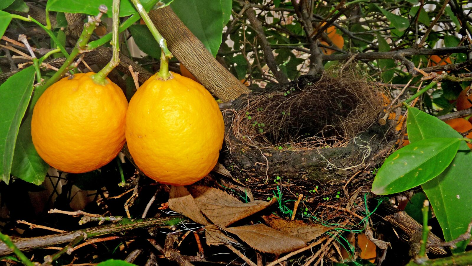 Panasonic Lumix DMC-FZ28 sample photo. Bird nest, lemon, tree photography