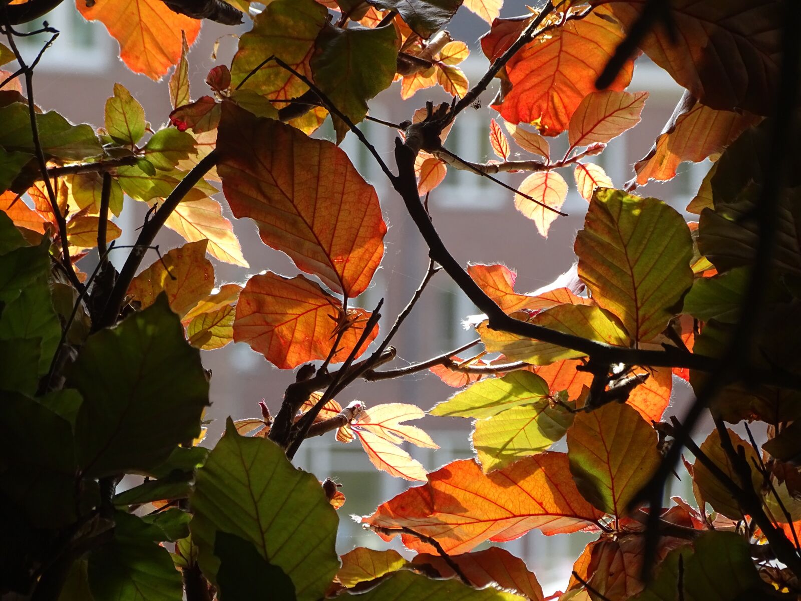 Sony Cyber-shot DSC-HX400V sample photo. Leaves, brightness, beech photography