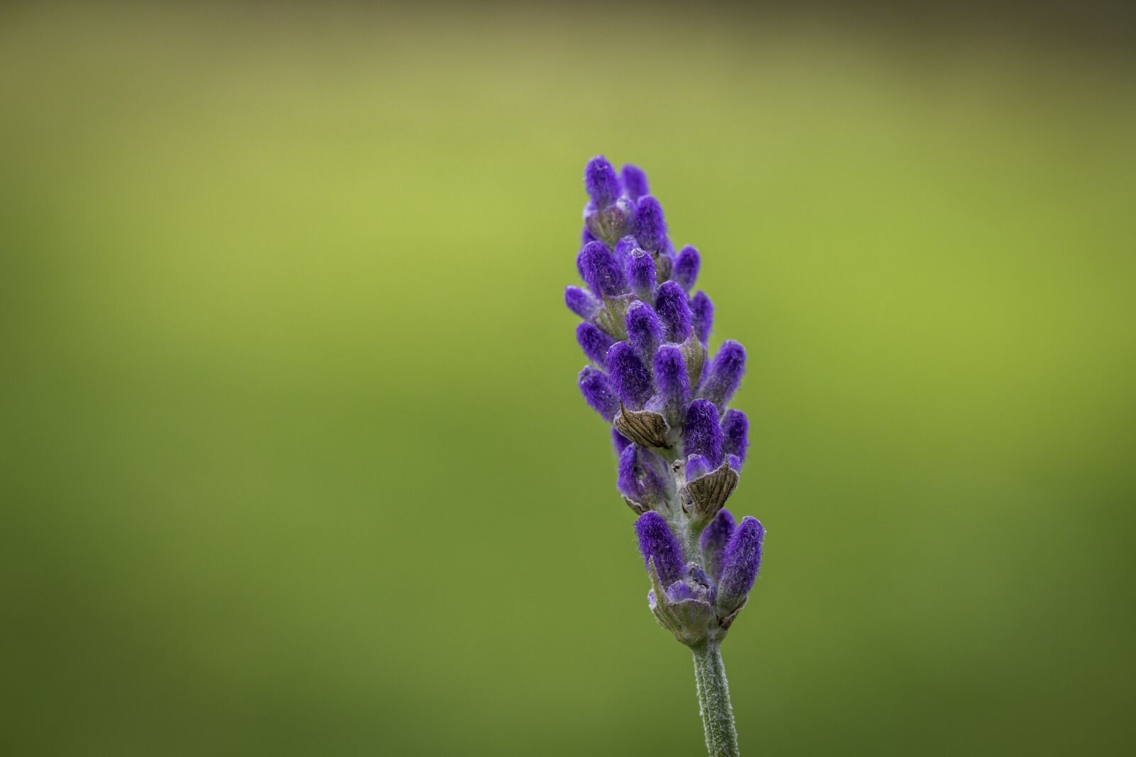 Canon EF-S 60mm F2.8 Macro USM sample photo. Lavender, green background, plant photography