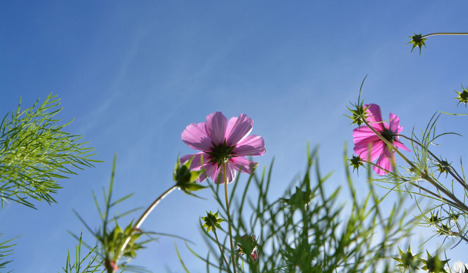 Nikon D5200 sample photo. Flowers, below the flowers photography