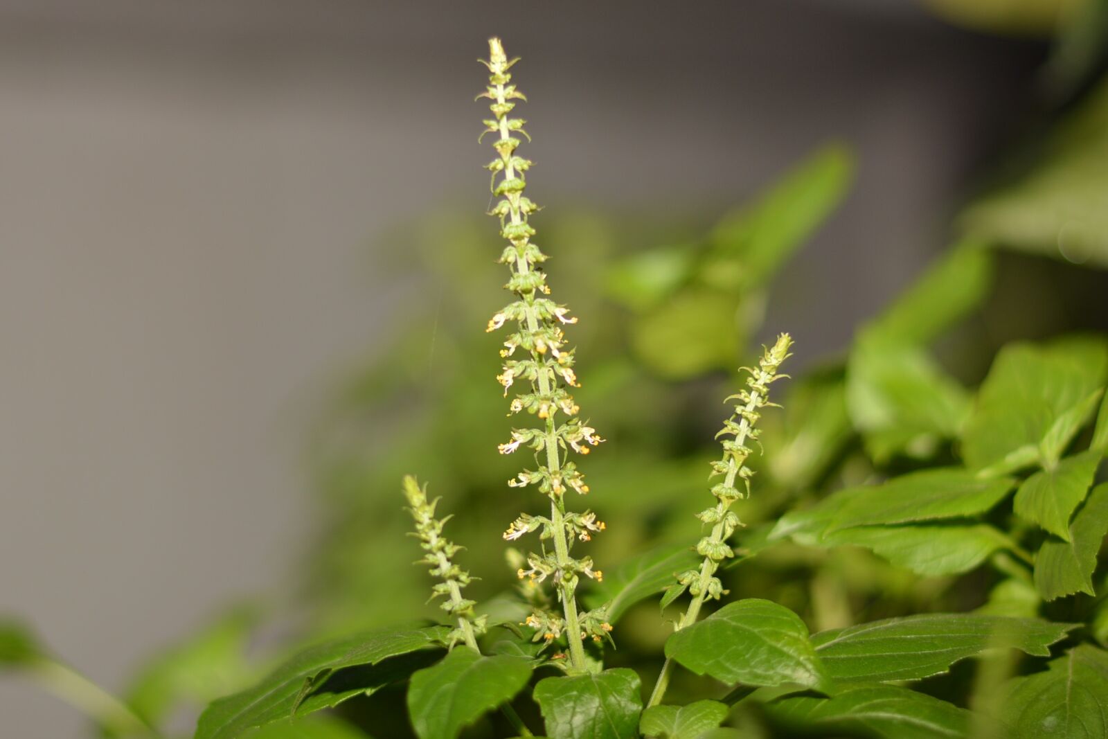 Nikon D7100 sample photo. Flowers, green flower, flower photography