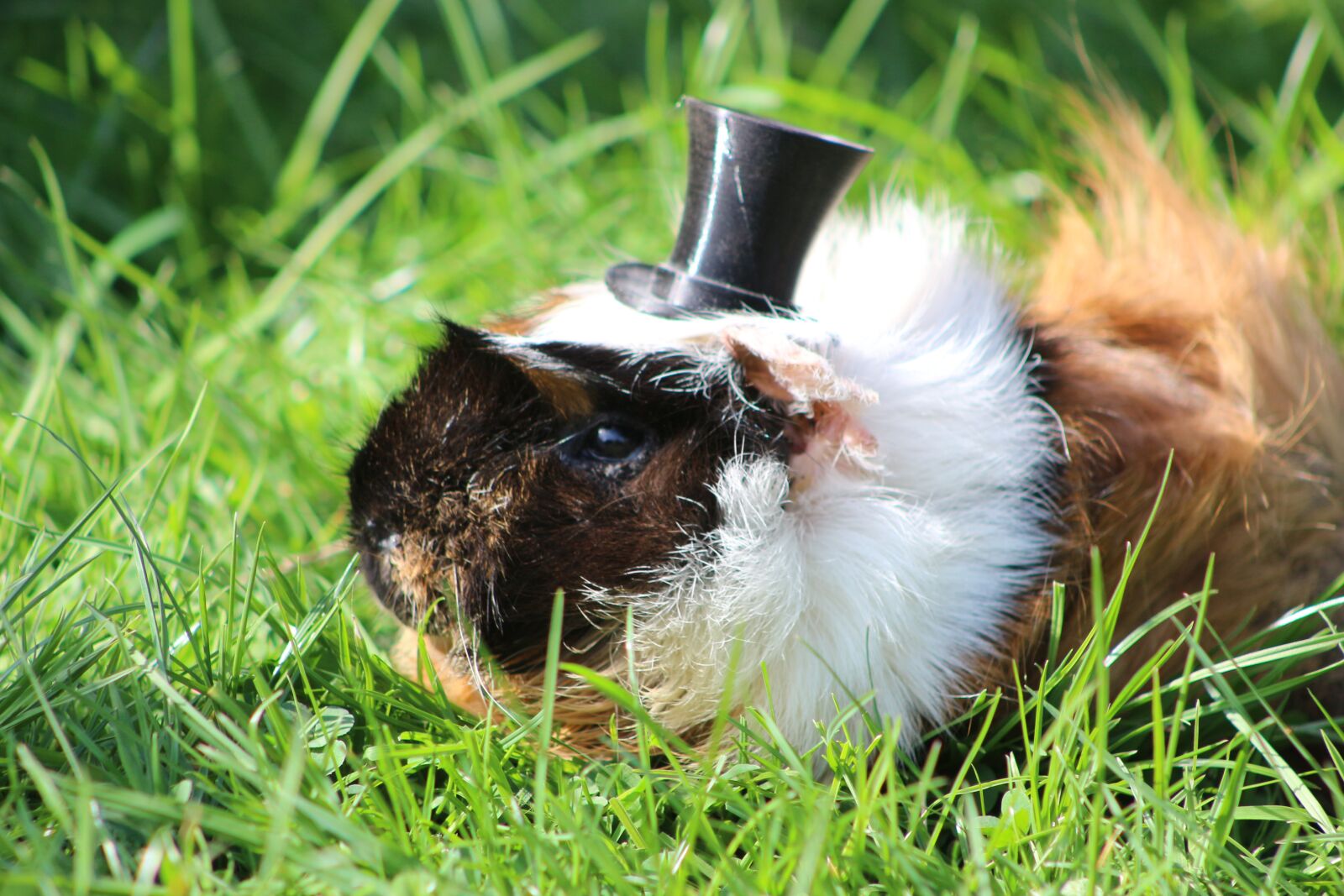 Canon EF75-300mm f/4-5.6 sample photo. Guinea pig, sweet, grass photography