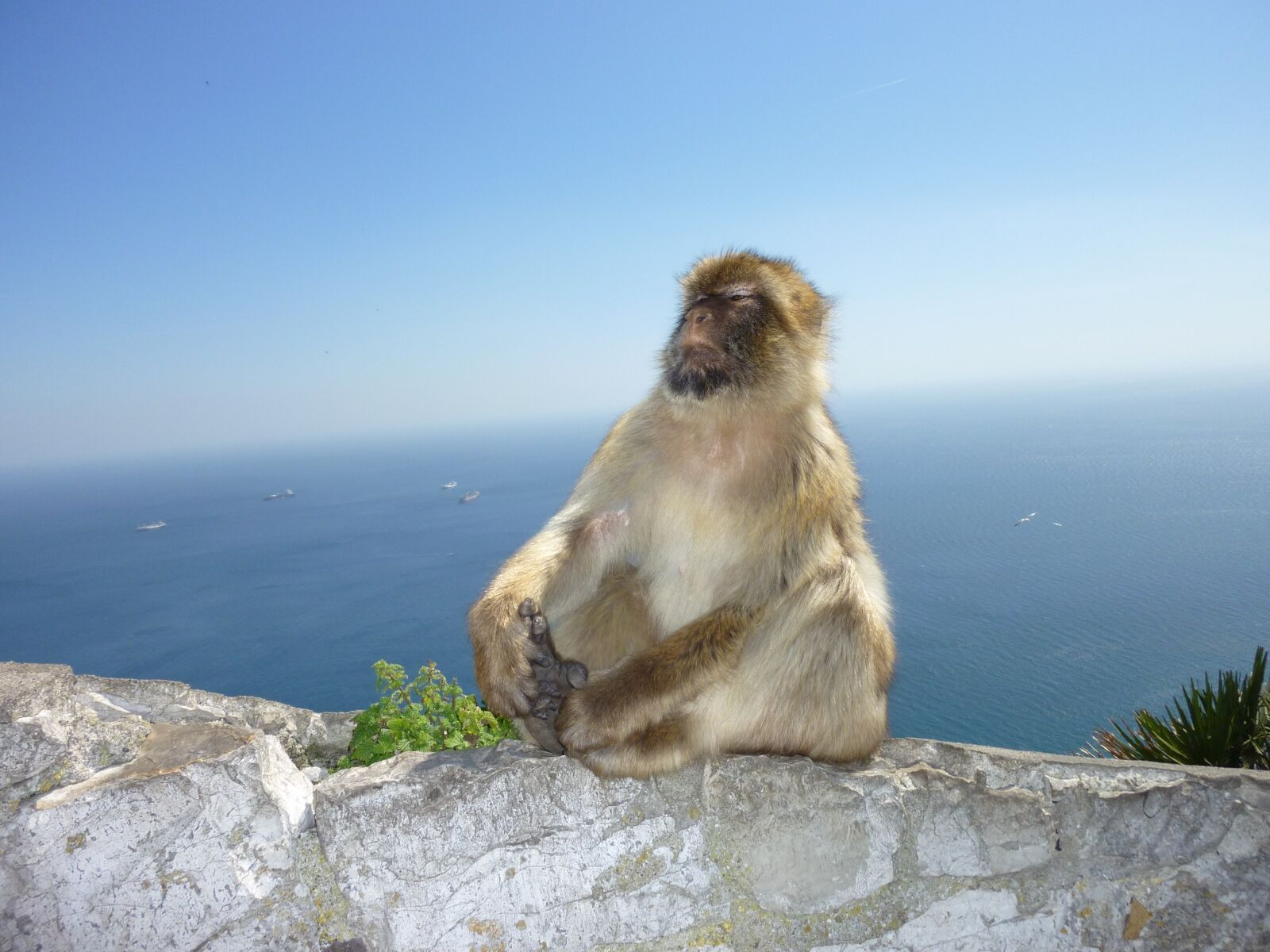 Panasonic DMC-ZX1 sample photo. Monkey, gibraltar, monkey mountain photography