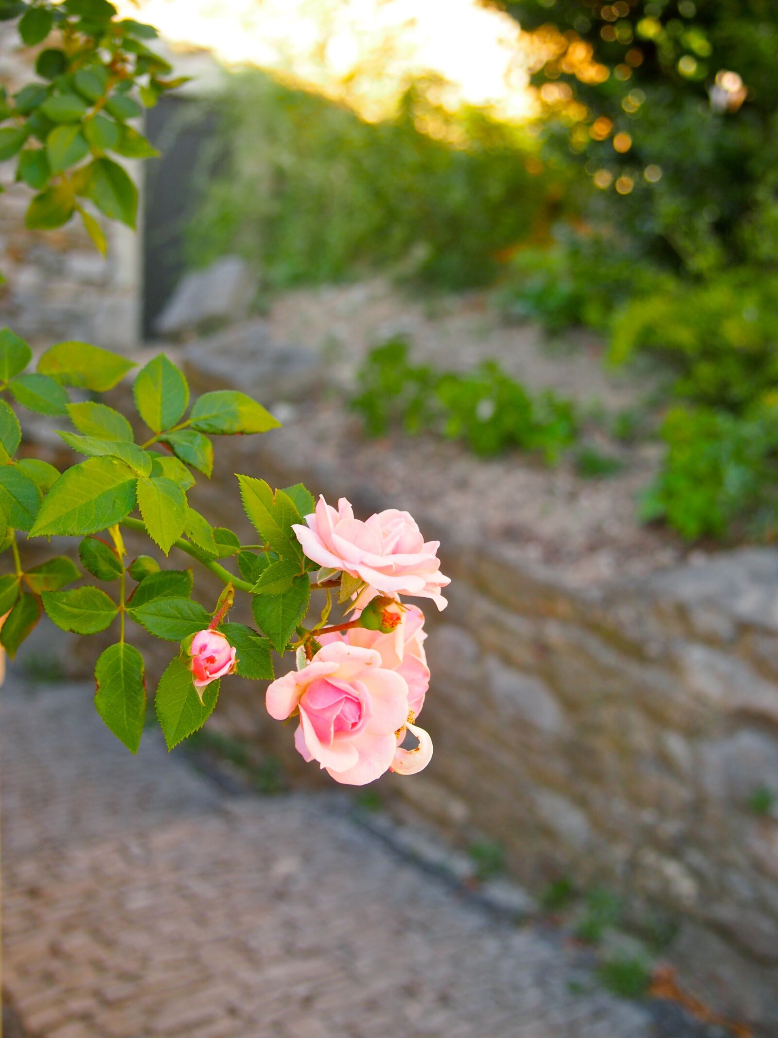 Olympus PEN E-PL3 sample photo. Rose, summer, south photography