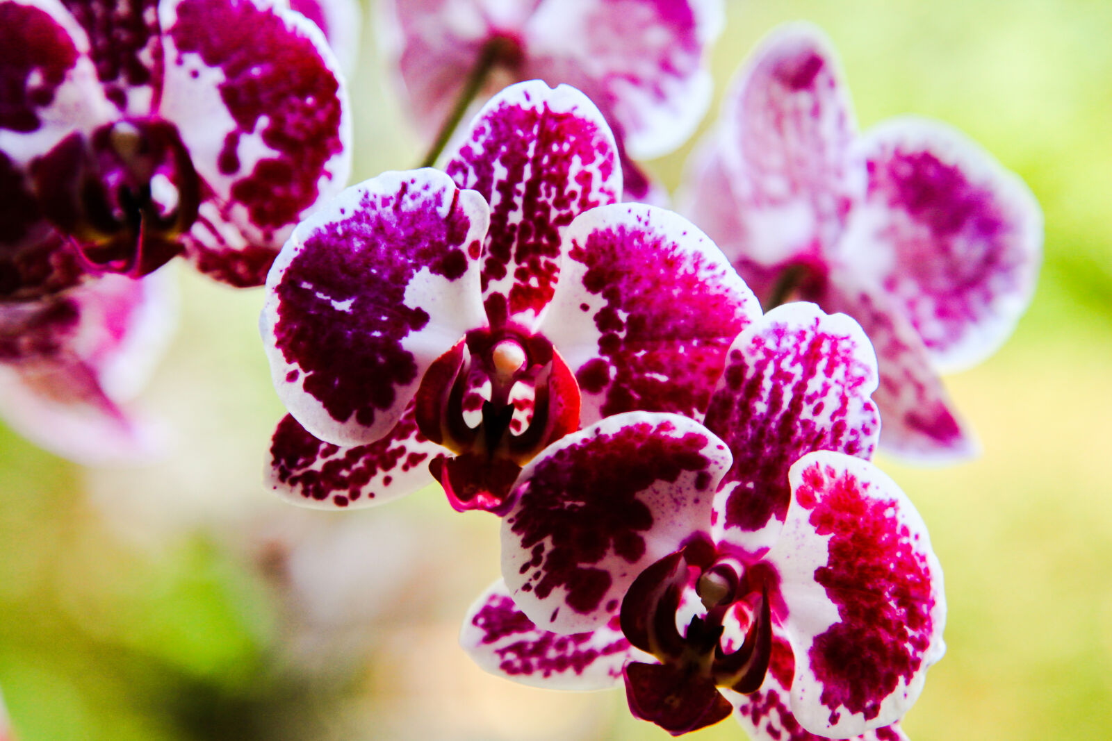 Canon EF 24-105mm F4L IS USM sample photo. Beautiful, flowers, flowers, orchids photography