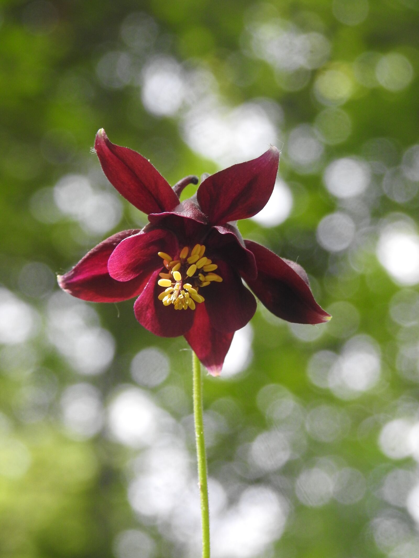 Nikon Coolpix P900 sample photo. Flower, columbine, atrata photography