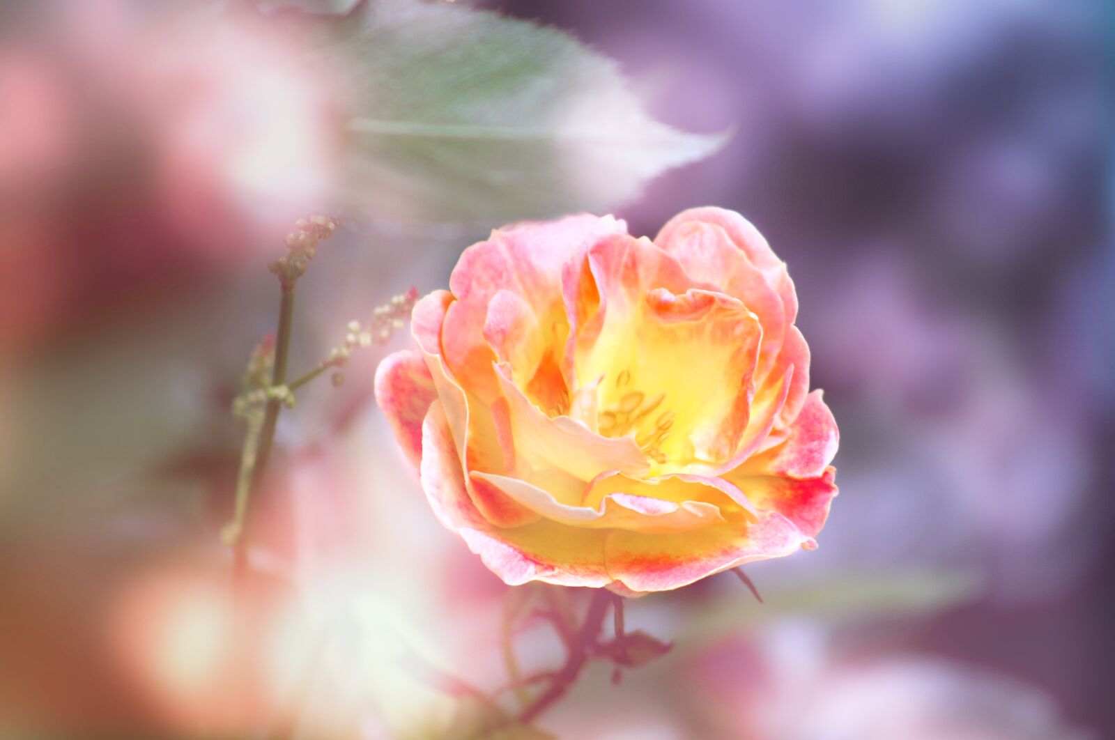Canon EOS 20D sample photo. Flower, spring, nature photography