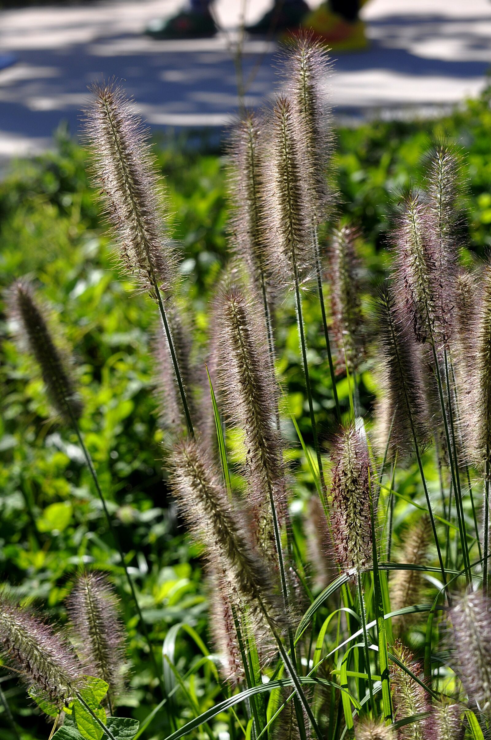 Nikon D90 sample photo. Nature, plants, flowers photography