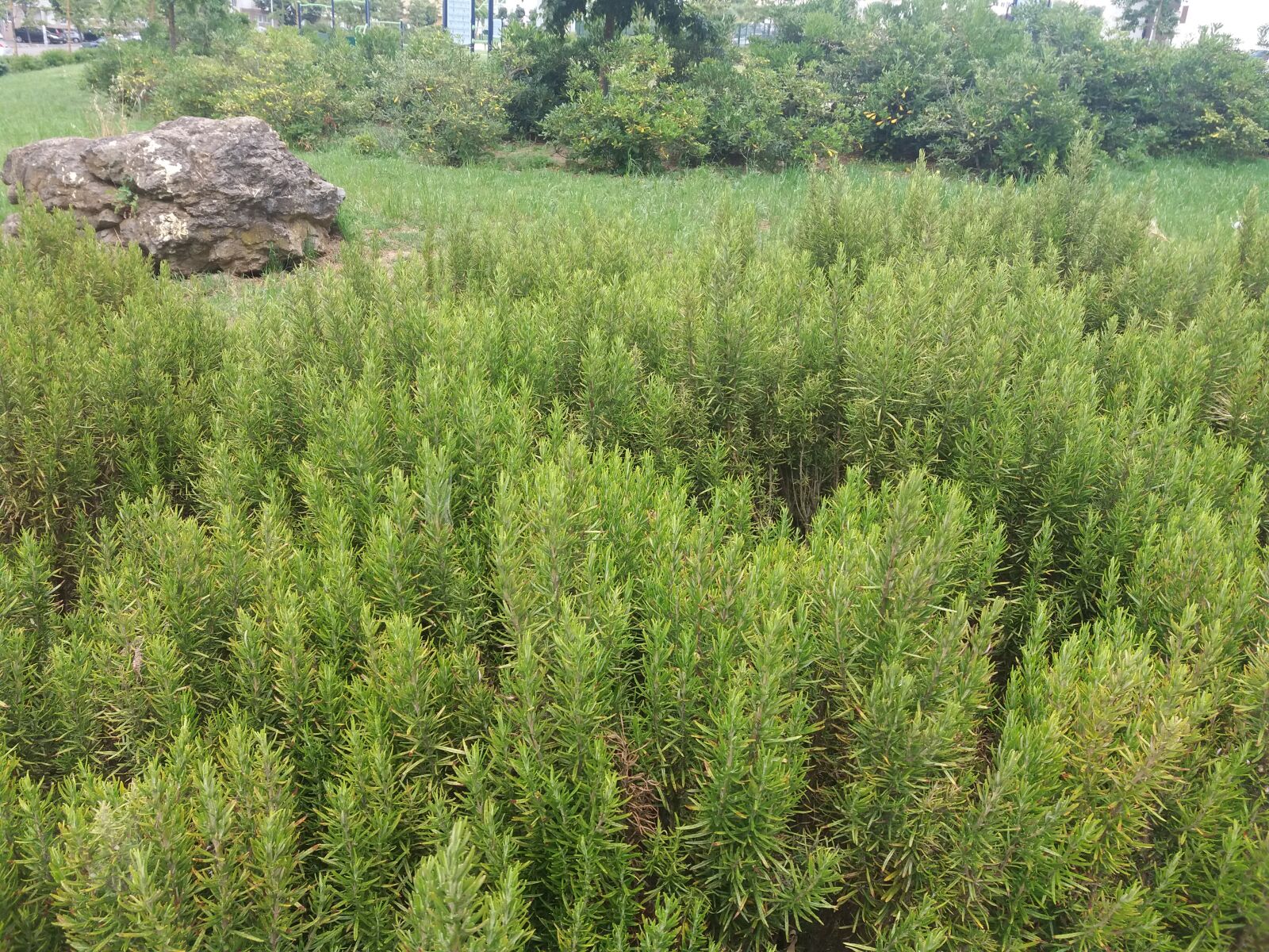 Samsung Galaxy J5 sample photo. Rosemary, garden, stone photography