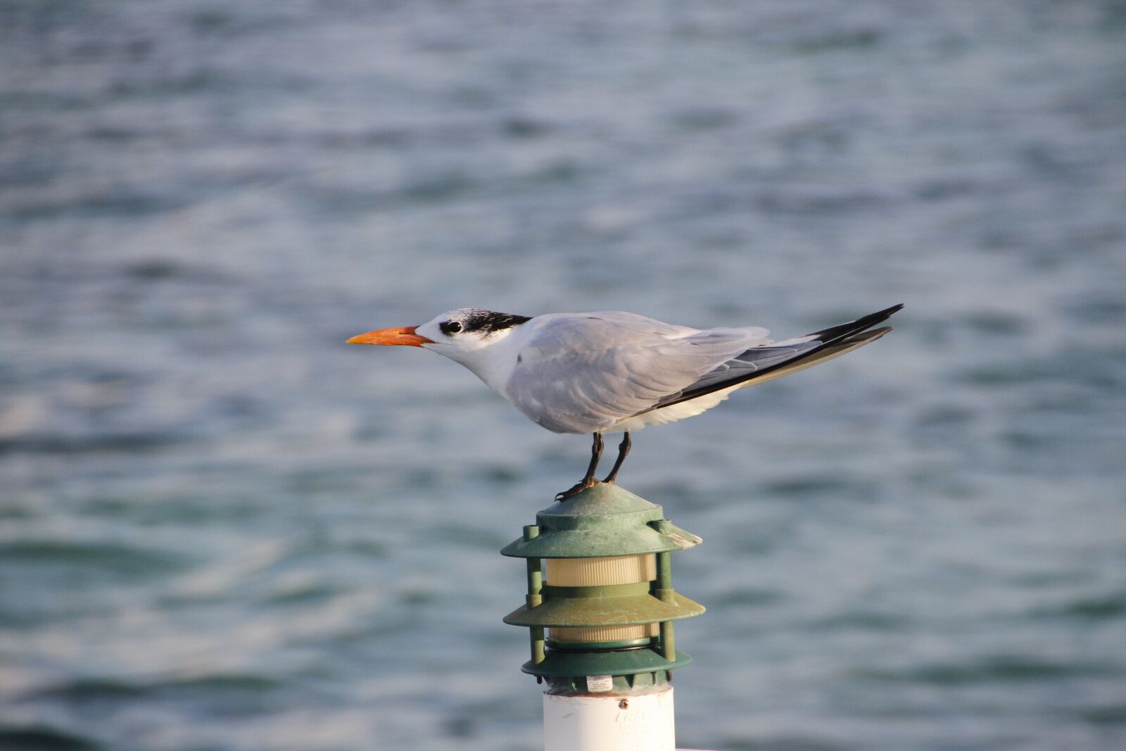 Canon EOS 7D sample photo. Tern, seabird, bird photography
