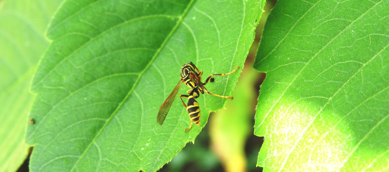Nikon Coolpix B700 sample photo. Nature, macro, insect photography