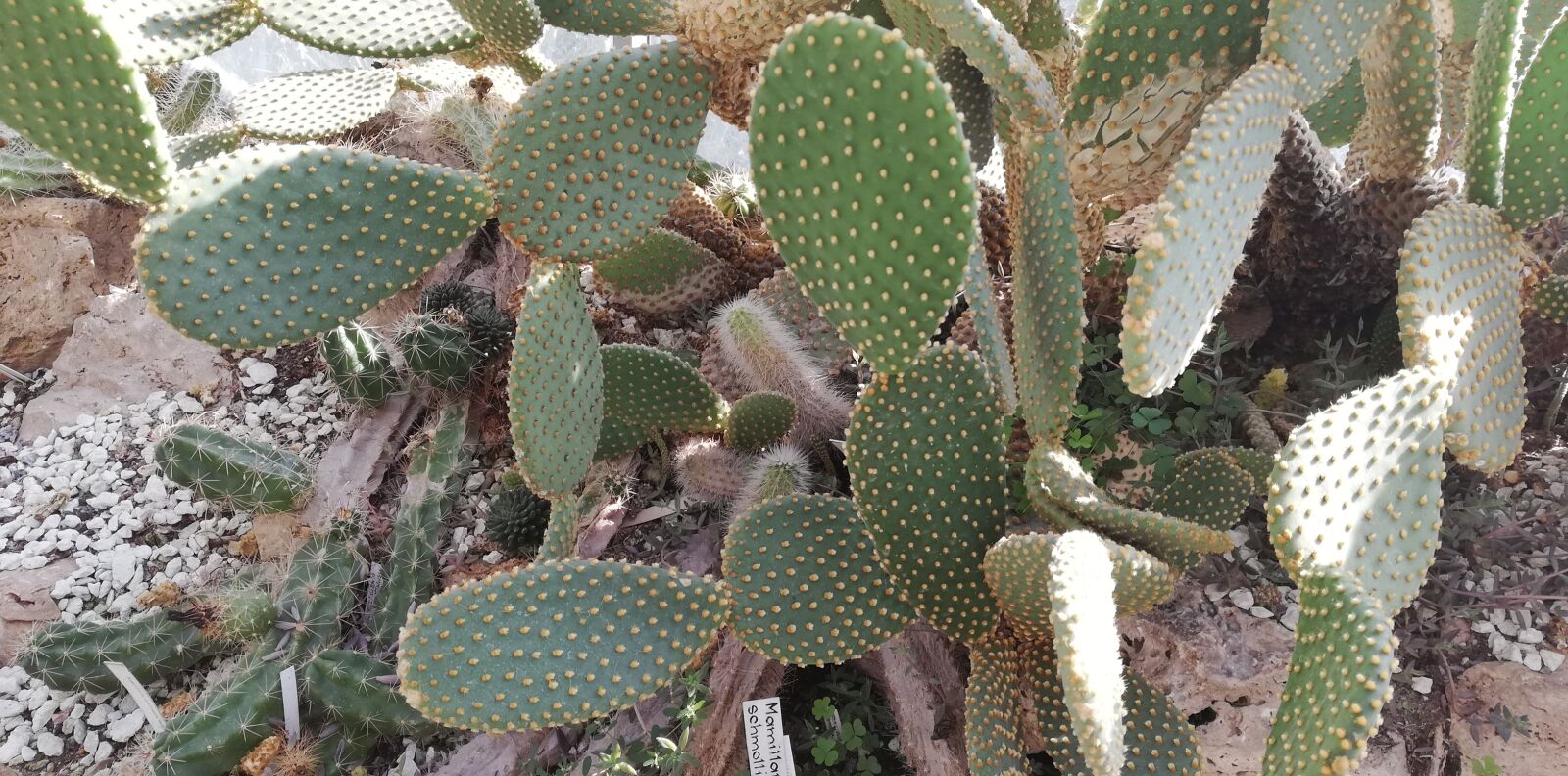 HUAWEI P20 lite sample photo. Cactus, hogweed, plant photography